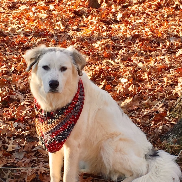 Meet your Posher, Shannon - Picture 3 of 3